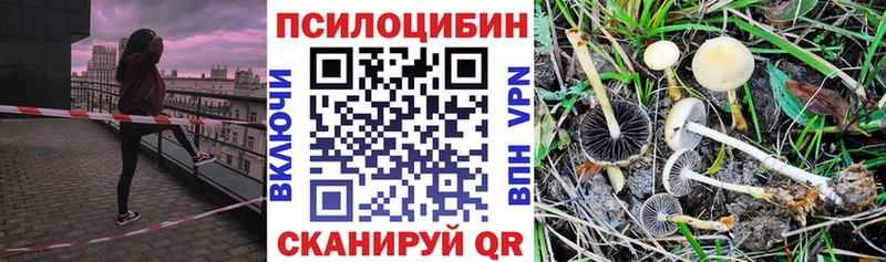 kraken рабочий сайт  Каневская  это формула  Галлюциногенные грибы Psilocybine cubensis 